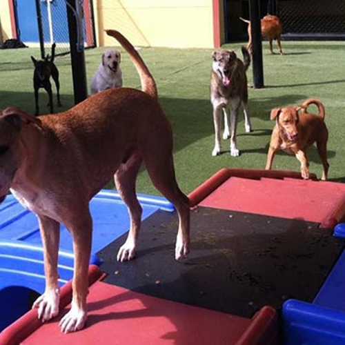 A dog stands on a play ramp while dogs play around him